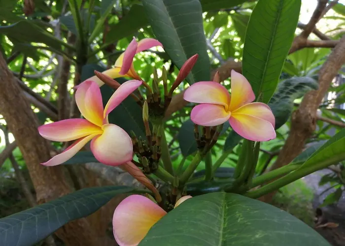 Maison d'hôtes Casa Da Japoneira Horta (Azores)