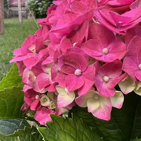 Casa Da Japoneira بيت ضيافة